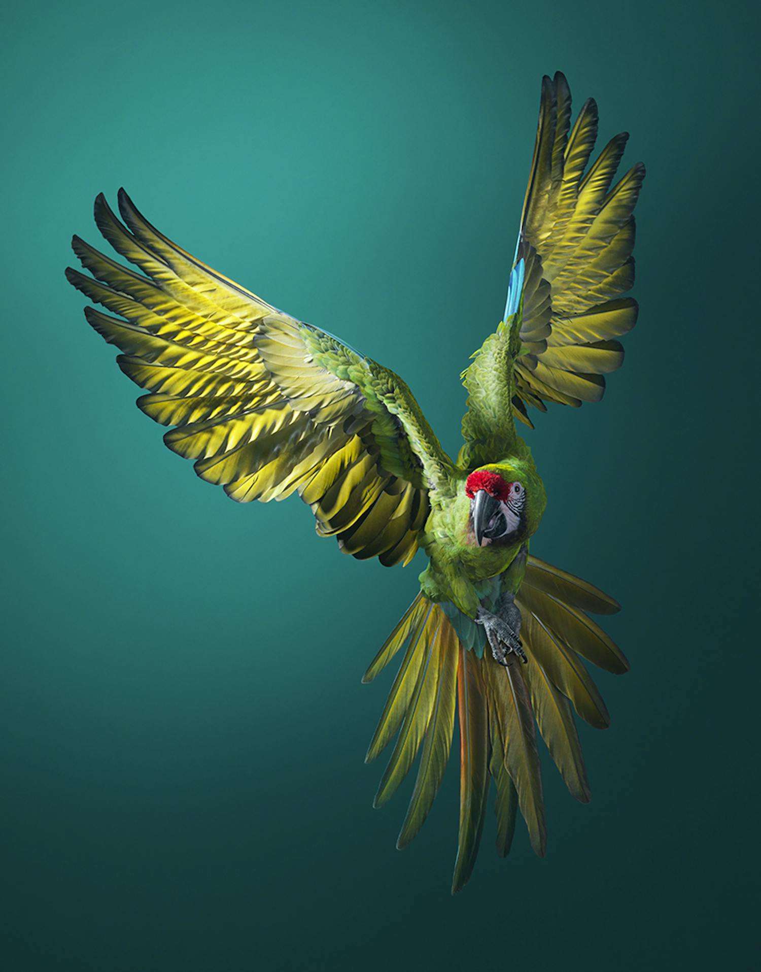 Papegøye Tim Flach Soldatara